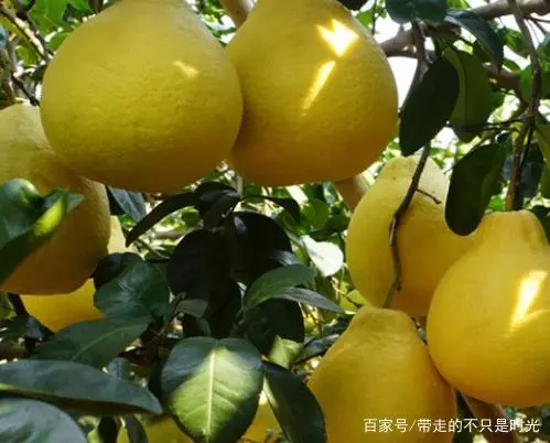沙田柚种植新技术有哪些_种植技术沙田柚视频_沙田柚 种植技术