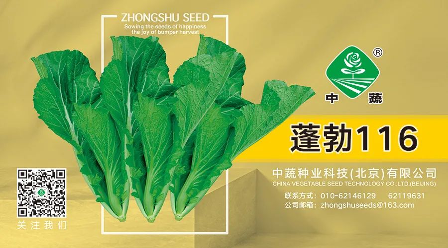 菠菜种植教程_春菠菜种植技术视频_菠菜种植视频播放