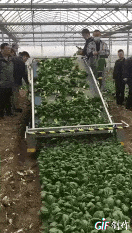 春菠菜种植技术视频_菠菜种植视频播放_菠菜种植教程