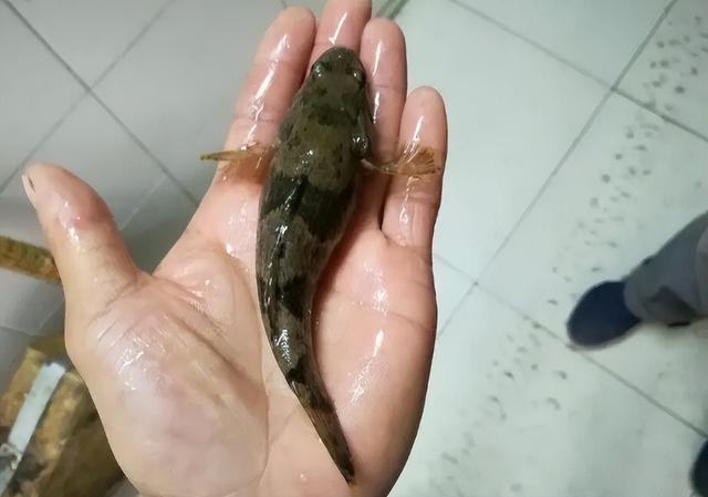 杂交笋壳鱼价格今日价_杂交笋壳养殖技术_杂交笋壳鱼
