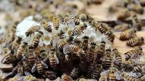 中蜂越冬蜂与意蜂越冬蜂的培育有什么不同？掌握这些，轻松应对