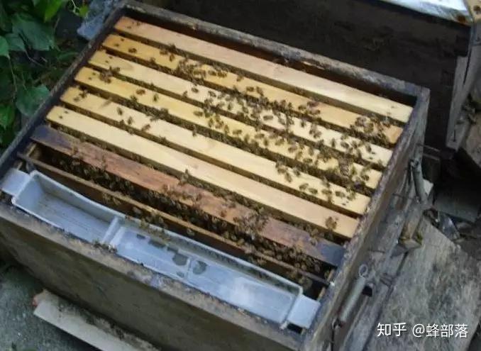 养蜂养殖技术_养蜂技术指导(四)_中蜂养殖技术新人