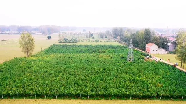 冬桃种植视频致富经_冬桃种植致富经_种植冬桃效益怎样