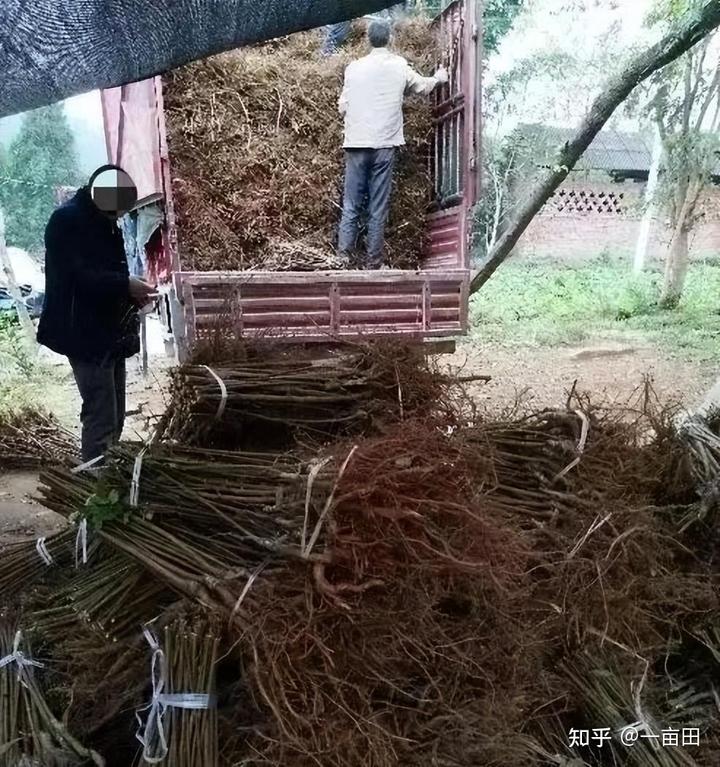 辣木种植前景_四川种植辣木致富_四川可以种植辣木籽吗