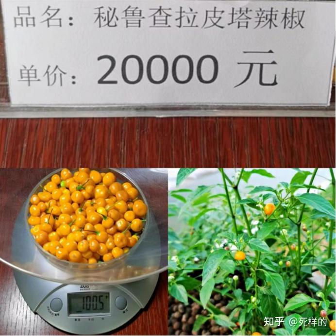 四川可以种植辣木籽吗_四川辣木籽种植基地_四川种植辣木致富