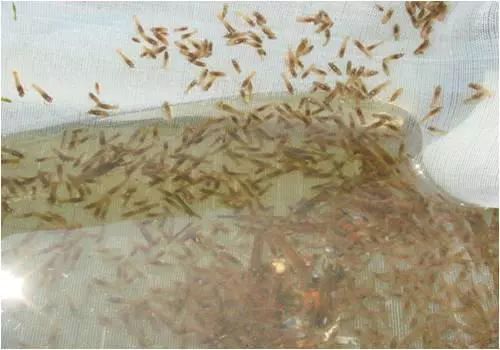 淡水健康养殖关键技术_淡水养殖关键健康技术是什么_淡水养殖的条件