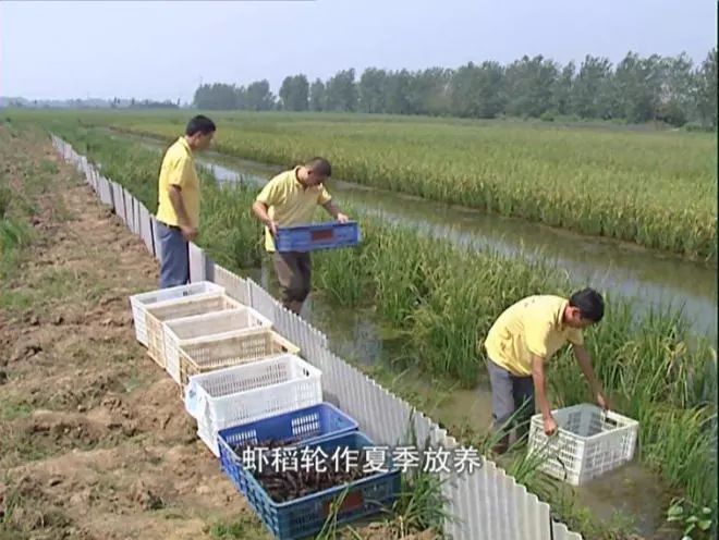 淡水养殖关键健康技术是什么_淡水养殖的条件_淡水健康养殖关键技术