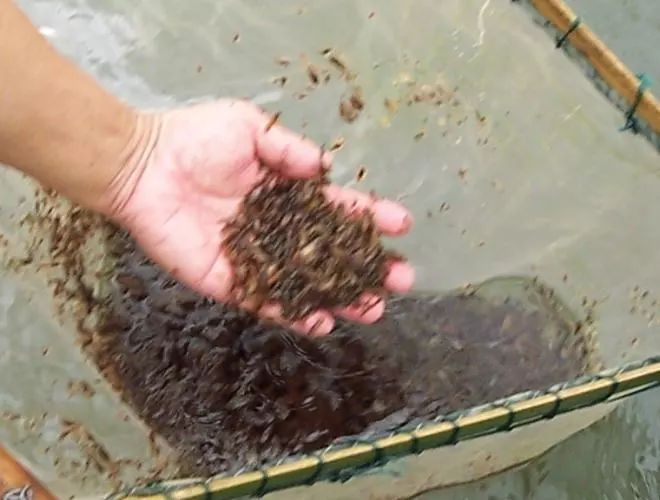 淡水养殖关键健康技术是什么_淡水健康养殖关键技术_淡水养殖的条件
