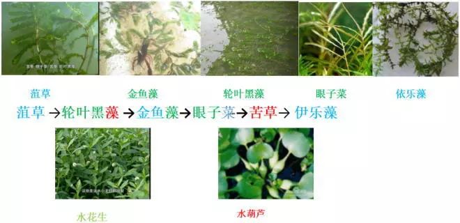淡水养殖关键健康技术是什么_淡水养殖的条件_淡水健康养殖关键技术