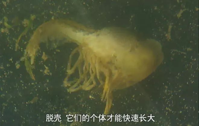 淡水养殖的条件_淡水养殖关键健康技术是什么_淡水健康养殖关键技术