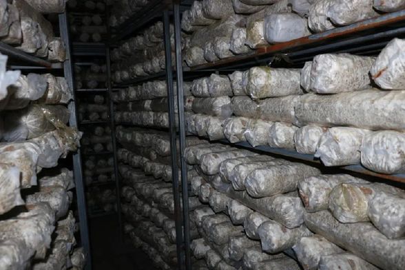 种植食用菌韩国技术研究_韩国食用菌种植技术_种植食用菌韩国技术怎么样