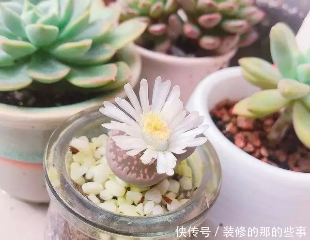 生石花最奇葩，“开花”完全看心情，养护专家教你小技巧