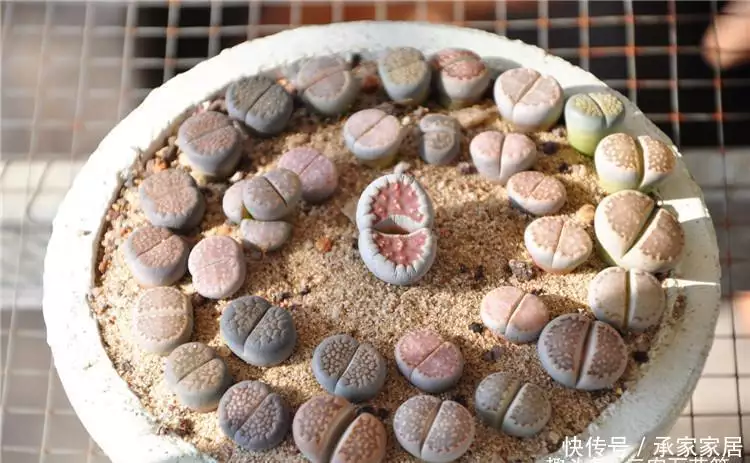 如何养殖生石花_必须了解的生石花种植养护要点_生石花养殖技术