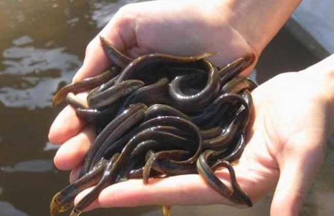 中农10号泥鳅养殖利润大吗？种苗优良，存活率高