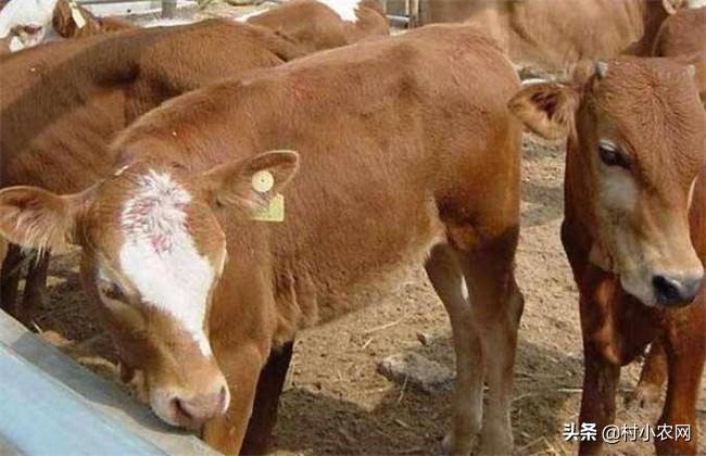 致富经牛养殖视频_致富经养肉牛_养牛致富经