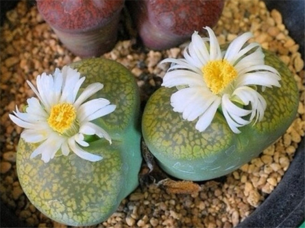 生石花什么时候蜕皮 生石花蜕皮过程中需要这样养护才可以哦