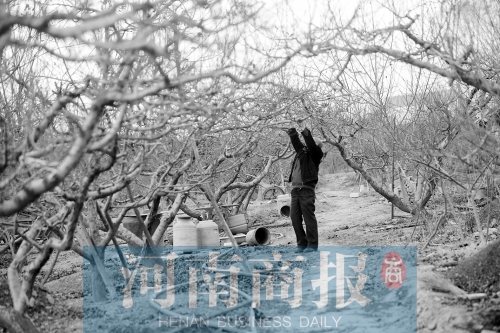 郑州一对老夫妻老年丧子 想学种桃技术给自己养老