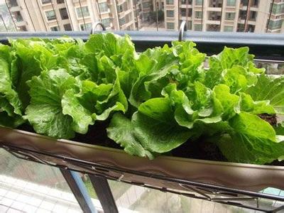 阳台小白菜怎么种植？阳台种小白菜种植技术方法