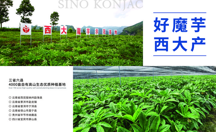 致富经魔芋种植视频_致富经魔芋种植技术视频_视频致富种植魔芋是真的吗