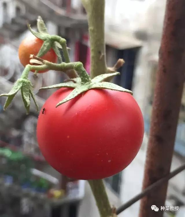 蛏人工育苗_人工养殖蛏子_人工蛏苗养殖技术