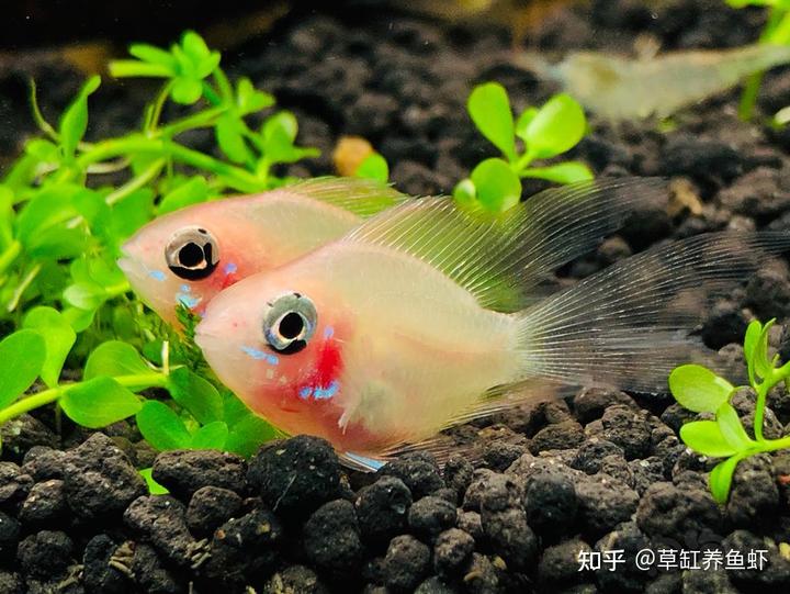 田螺子怎么养殖技术_养殖田螺子技术视频_养殖田螺技术视频