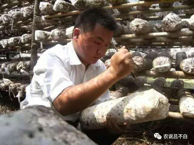 致富香菇种植方案怎么写_香菇种植致富方案_致富经香菇种植视频