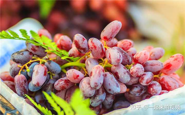 致富种植视频全集_种植致富品种大全_致富种植大全品种大全图片