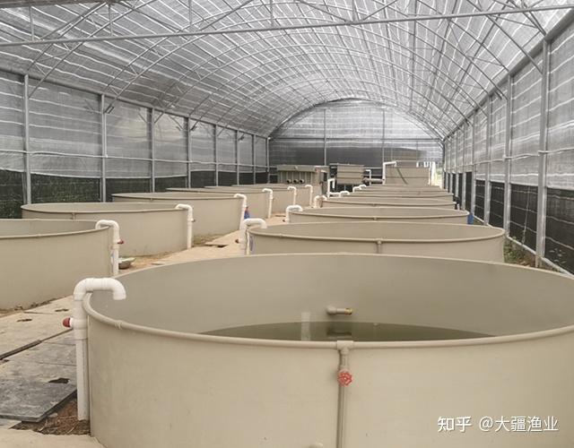 大头鱼养殖如何赚钱？看看这模式能不能帮助你！