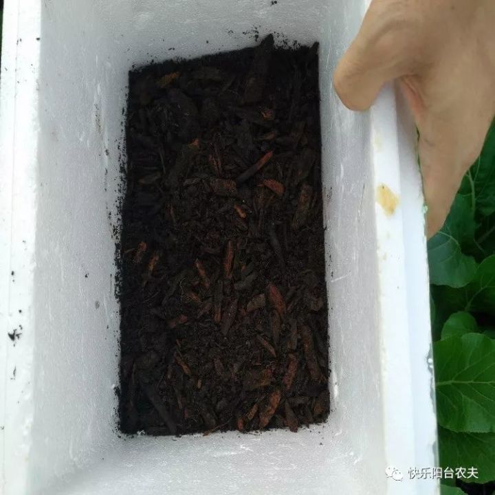 致富香菇种植方案怎么写_香菇种植致富方案_农村香菇种植赚钱