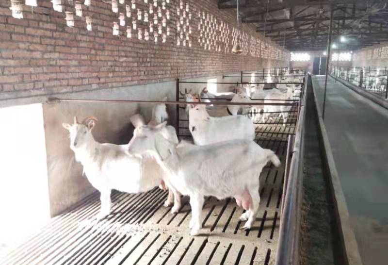 贵州养殖户_贵州养殖致富创业_贵州养殖业什么最赚钱