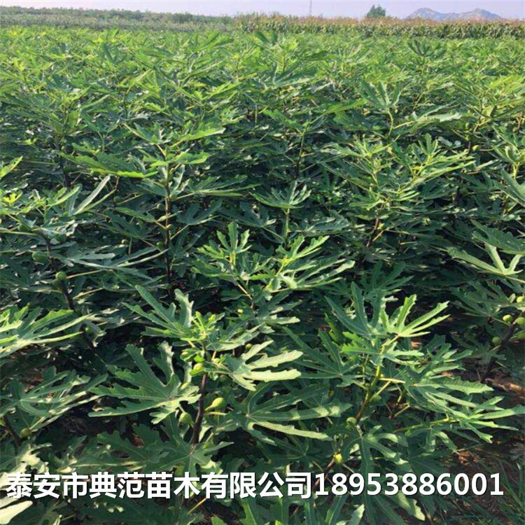 无花果苗种植技术、无花果树苗种植基地