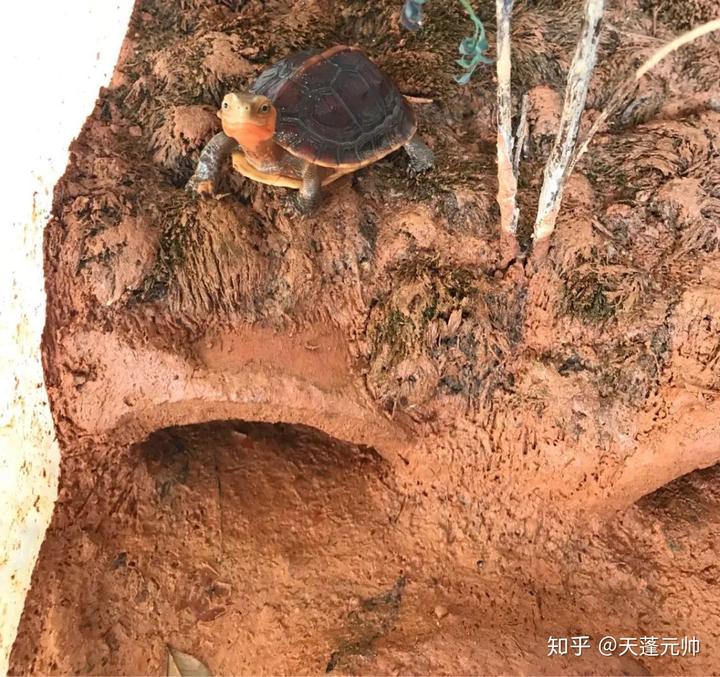 虎纹蛙养殖利润_虎纹蛙的人工养殖技术_人工养殖虎纹蛙犯法吗