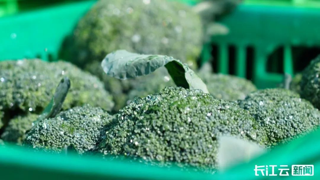 种植西兰花致富_种植西兰花赚钱吗_农广天地西兰花种植视频