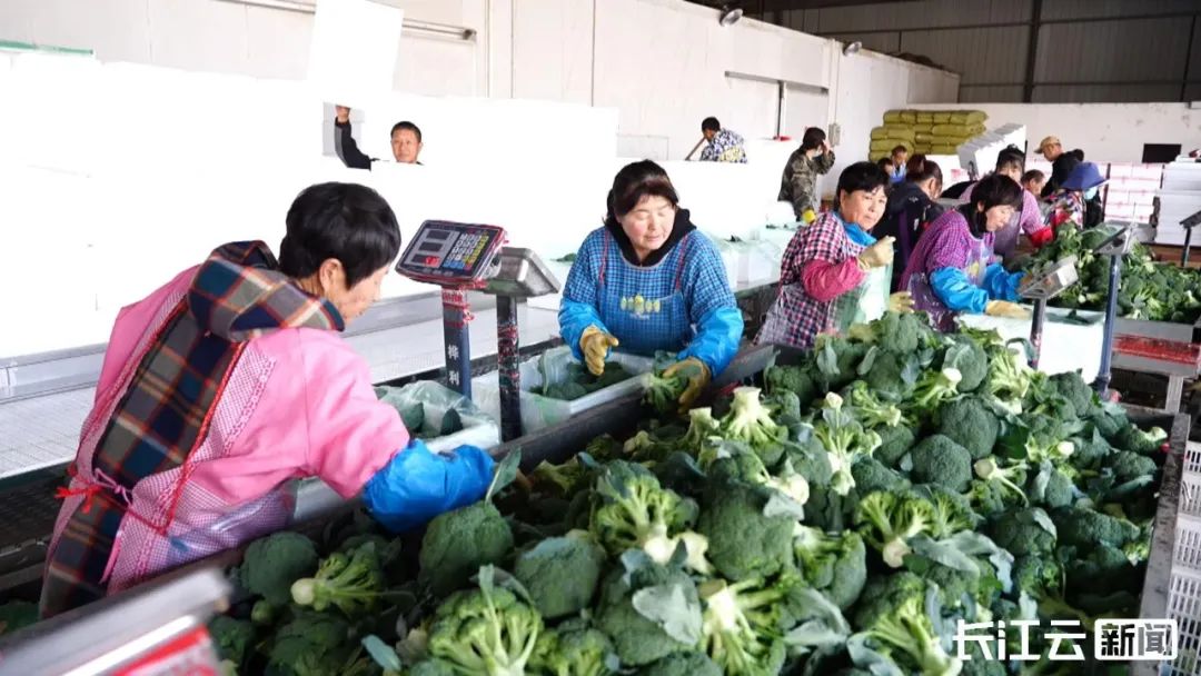 种植西兰花赚钱吗_种植西兰花致富_农广天地西兰花种植视频