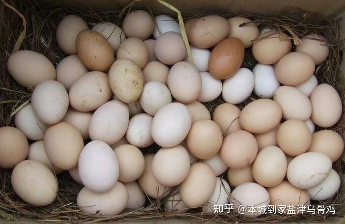 养殖乌骨种类鸡技术要求_乌骨鸡的养殖技术和种类_养殖乌骨种类鸡技术视频