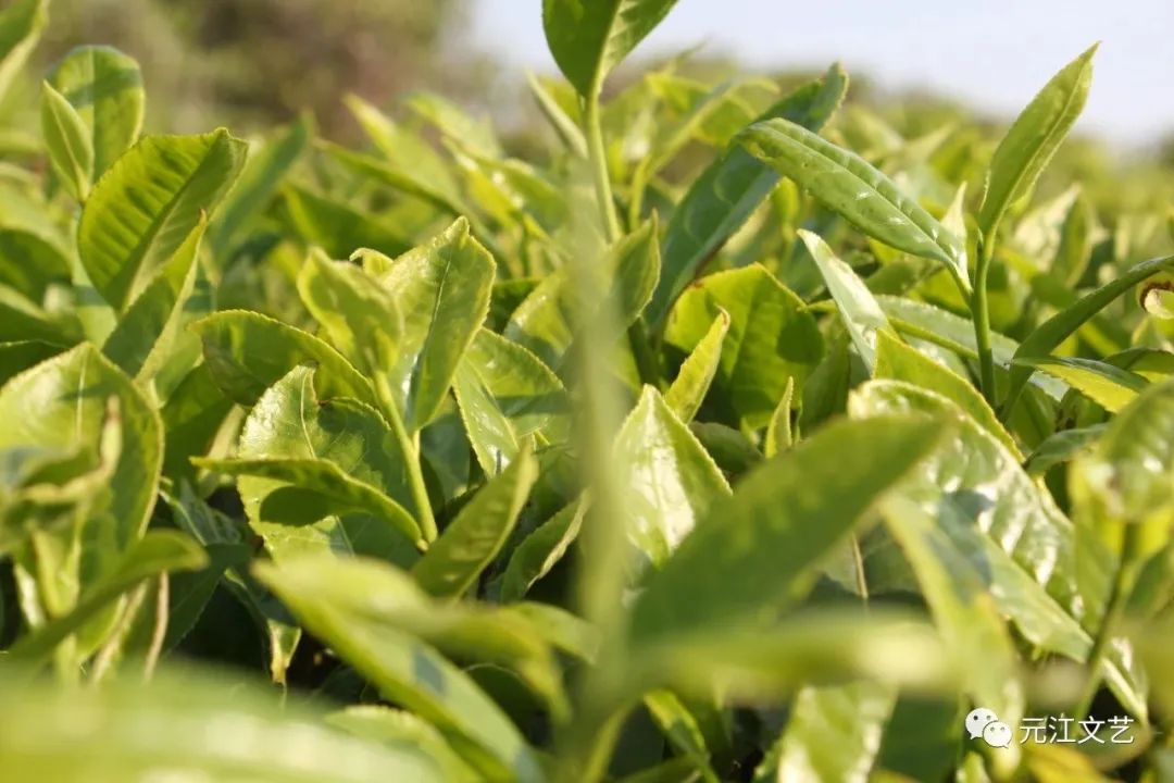 二掌李氏引茶种种植猪街茶