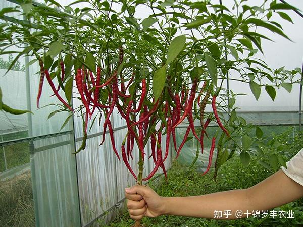 种瓜技术视频_地爪种植技术_的种植时间和方法