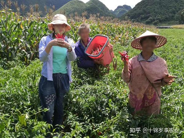 种瓜技术视频_的种植时间和方法_地爪种植技术