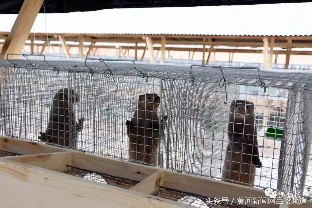 养殖貂多少钱一只_养殖貂视频_致富经养貂视频