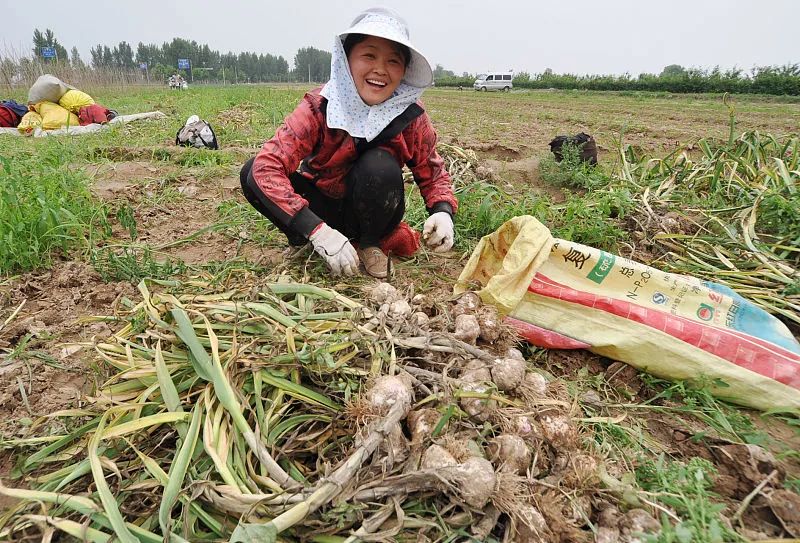 又到了大蒜种植季，大蒜种子怎么选？蒜薹种子能种植吗？