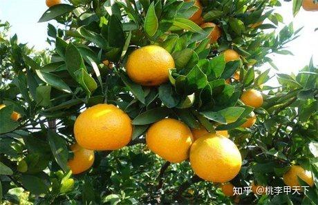 柑橘种植技术与管理书籍_柑橘种植技术与管理_柑橘种植技术