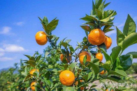 柑橘种植技术_柑橘种植技术与管理书籍_柑橘种植技术与管理