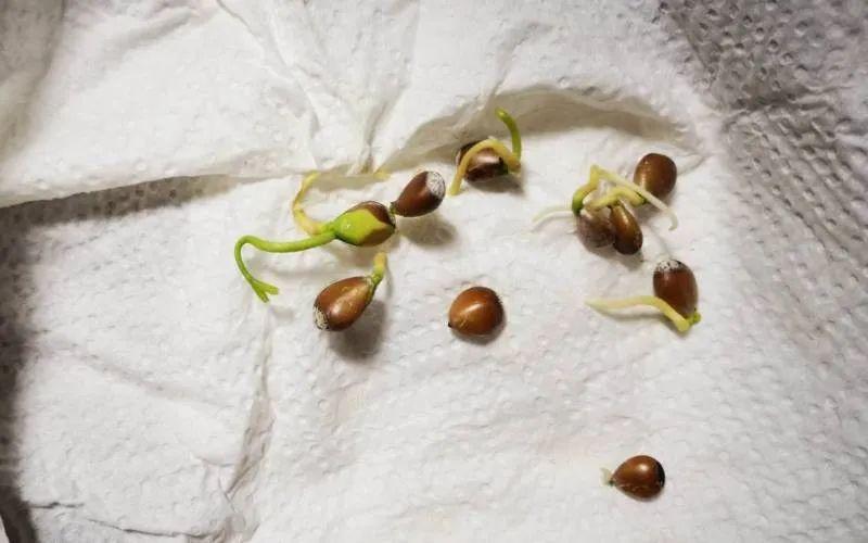 柠檬周期种植技术有哪些_柠檬种植周期和技术_柠檬周期种植技术视频