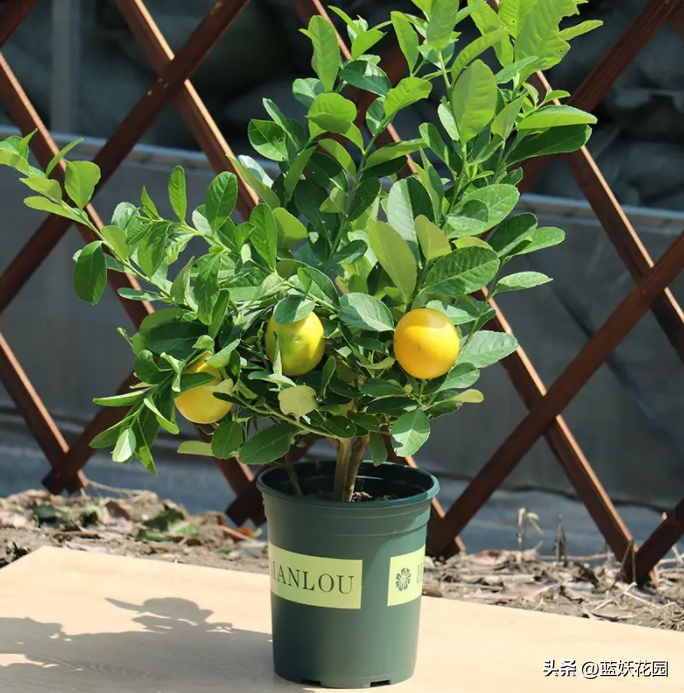 柠檬种植技术及日常管理_柠檬种植周期和技术_柠檬种植过程