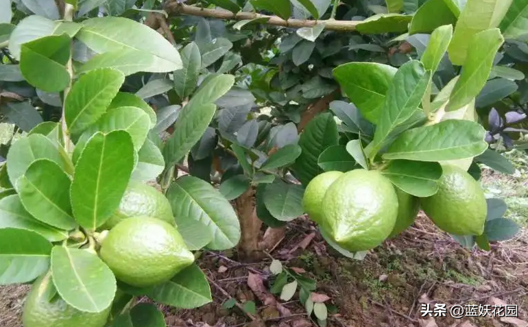 柠檬种植过程_柠檬种植周期和技术_柠檬种植技术及日常管理