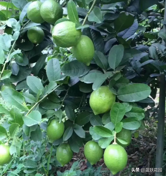 柠檬种植技术及日常管理_柠檬种植过程_柠檬种植周期和技术