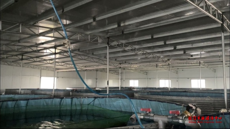 鳜鱼工厂化养殖技术_鳜花鱼成品养殖技术视频_鳜鱼训化视频教程
