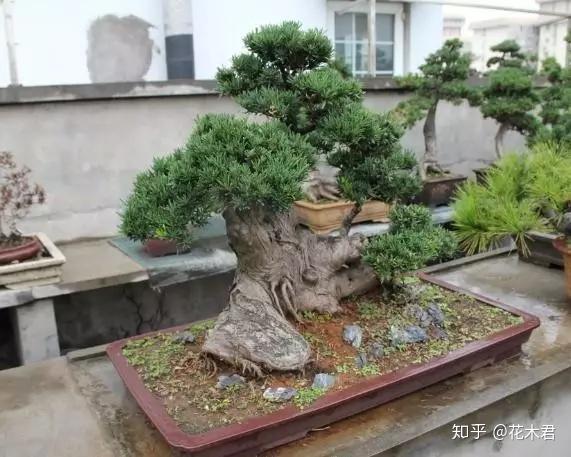 野生木耳种植技术视频_视频野生木耳种植技术教程_野生木耳怎么养殖