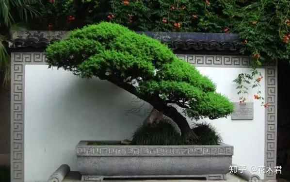 野生木耳怎么养殖_视频野生木耳种植技术教程_野生木耳种植技术视频