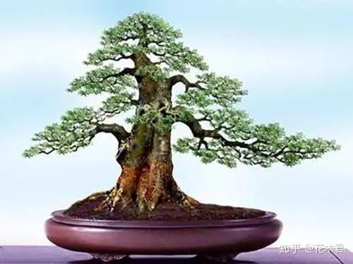 野生木耳种植技术视频_视频野生木耳种植技术教程_野生木耳怎么养殖